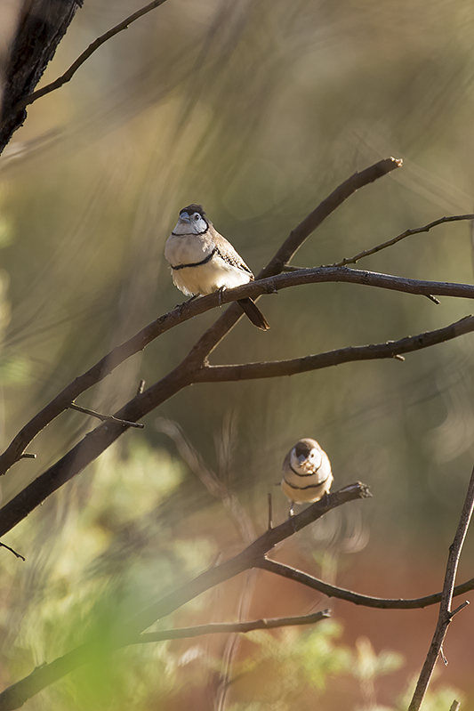 funny looking bird2.jpg